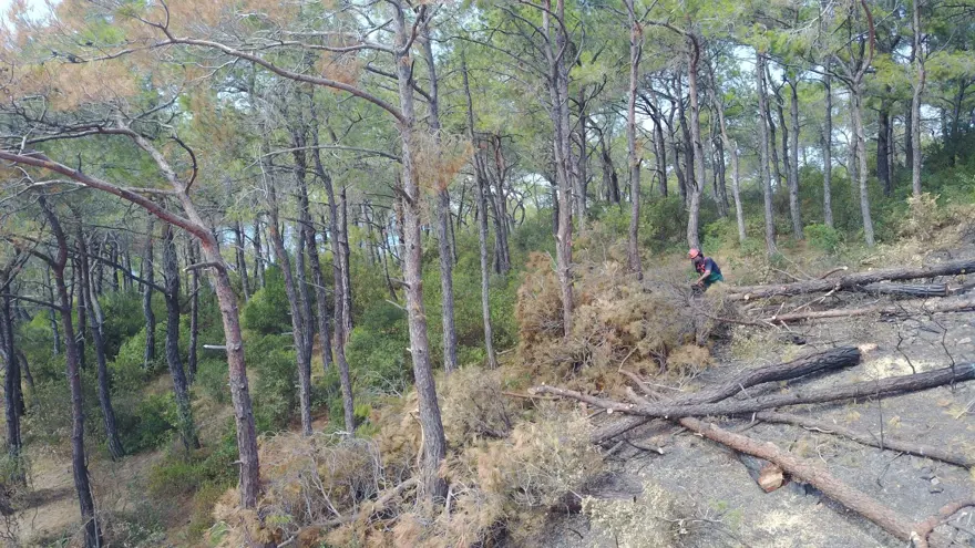 Heybeliada&#x27;da 1700 ağaç yandı: Yeşillendirme çalışması başladı 5