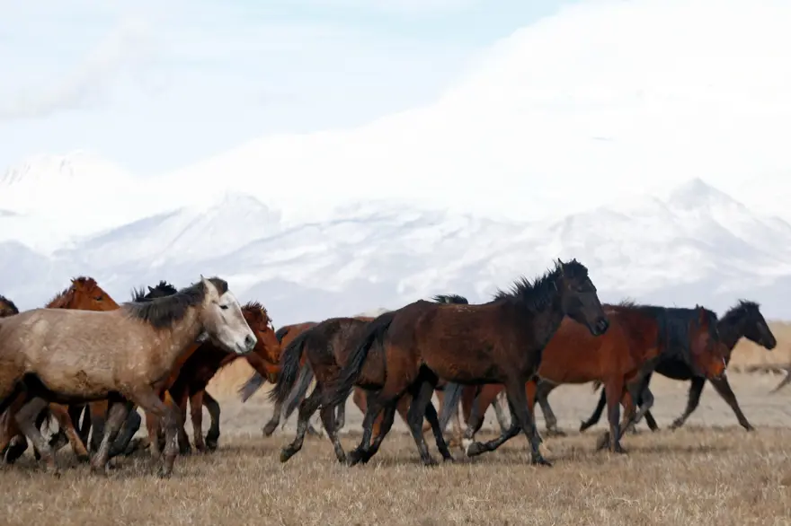 Sultan Sazlığı'na renk katan Yılkı atları kışın bölge halkınca besleniyor 16