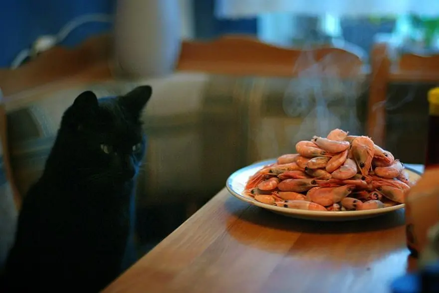 İnternetin yeni fenomenleri 71