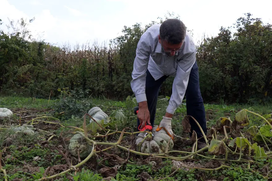 "Beyaz Elmas" parlamaya başladı: Tek tek kesilerek toplanıyor 