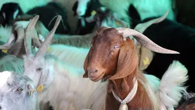 Kurban Bayramı ne zaman kutlanacak? Diyanet takvimine göre Kurban Bayramı tarihi 2024