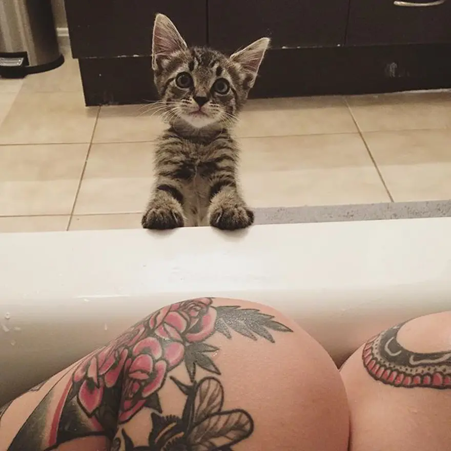 Hayatını kedileri kurtarmaya adadı 254