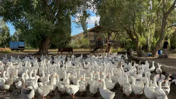 2 bin 500 liraydı bu yıl 6 bin liradan satılacak: Sofralık lezzet için geri sayım başladı