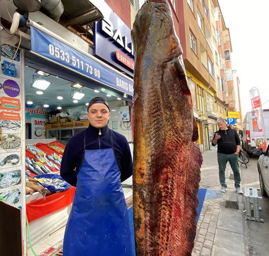 Meriç Nehri’nde yakalandı, tam 3 metre: Kilosu 450 liradan satışta 3