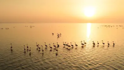 Adana'da doğa harikası Akyatan Lagünü hem flamingoları hem de fotoğrafseverleri ağırlıyor