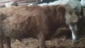 Aydın'dan çalınan hayvanlar Kayseri'de bulundu