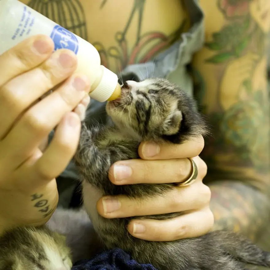 Hayatını kedileri kurtarmaya adadı 5