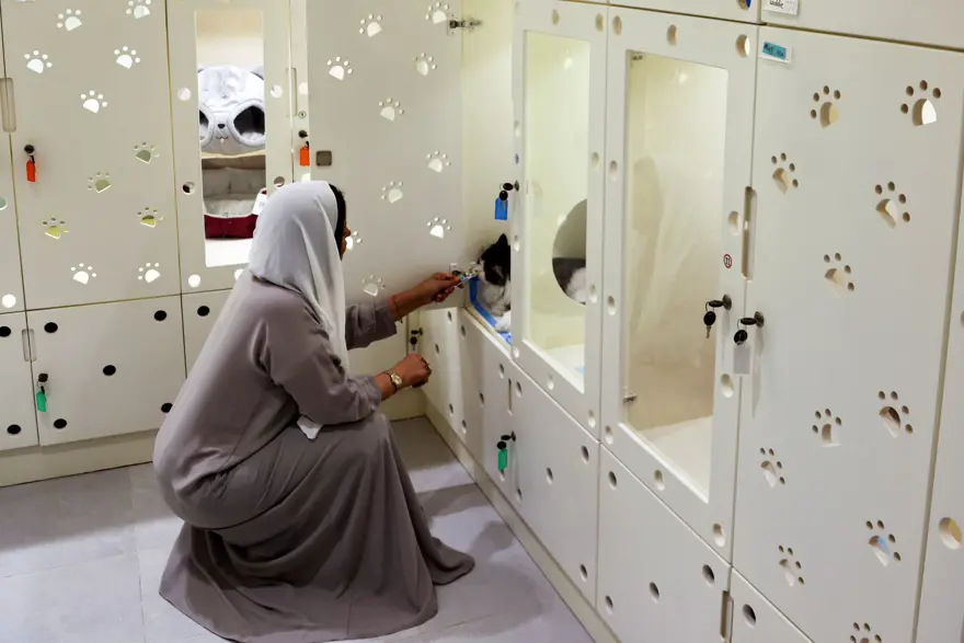 Suudi Arabistan'da kediler için 5 yıldızlı otel açıldı: Hizmette sınır yok 2