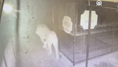 Aslanın kaçma anı kamerada