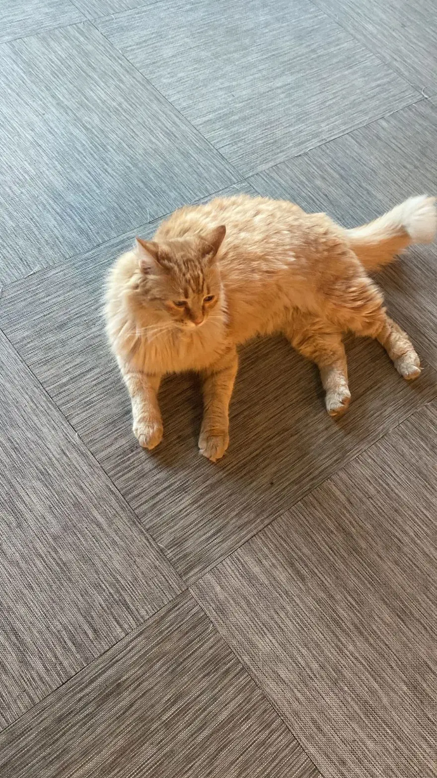 Kedilerle ilgili yeni keşif: Anavatanı Mezopotamya mı? 9