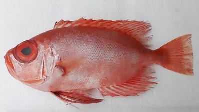 Gözleriyle dikkat çekiyor: Antalya'da ilk kez görüldü, eti yenilebilir