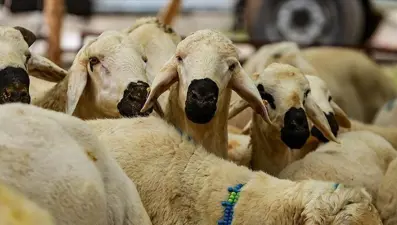 Kurban Bayramı ne zaman? Bayram tatili 9 gün mü olacak? Gözler hükümete çevrildi