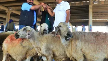 2020 Yılı Kurban Hizmetlerinin Uygulanmasına Dair Tebliğ Resmi Gazete'de yayımlandı
