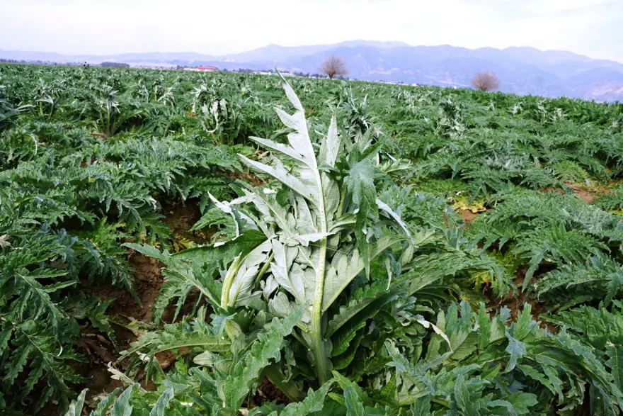 Enginarda soğuğa karşı seferberlik ilan edildi 3 Enginarda soğuğa karşı seferberlik ilan edildi 3