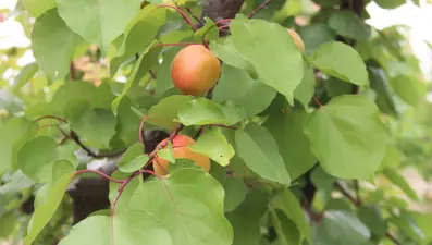 Mersin'den Rusya, Ortadoğu, Hindistan ve Avrupa’ya kasa kasa gönderiliyor! Pazarda kilosu 60 lira, tadıyla rakip tanımıyor
