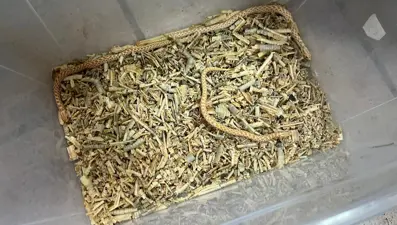 Bursa egzotik hayvan operasyonu: Koruma altına alındılar