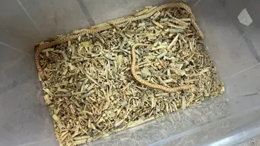 Bursa egzotik hayvan operasyonu: Koruma altına alındılar