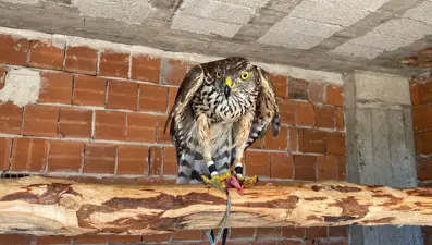 Asırlık atmaca geleneği Artvin'de yaşatılıyor