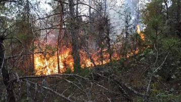Osmaniye'de orman yangını