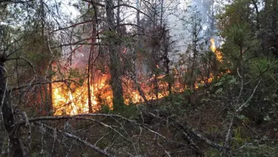 Osmaniye'de orman yangını