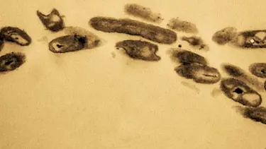 Petrol yiyen bakteriler okyanusları kurtarabilir mi?