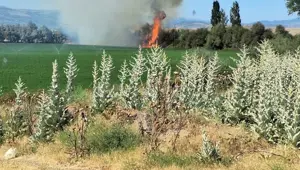 Bingöl’de ağaçlık alanda yangın