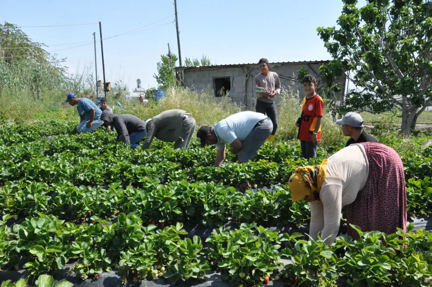 Tarlada kilosu 75 lira: Mersin&#x27;den dünyaya yayılıyor 4