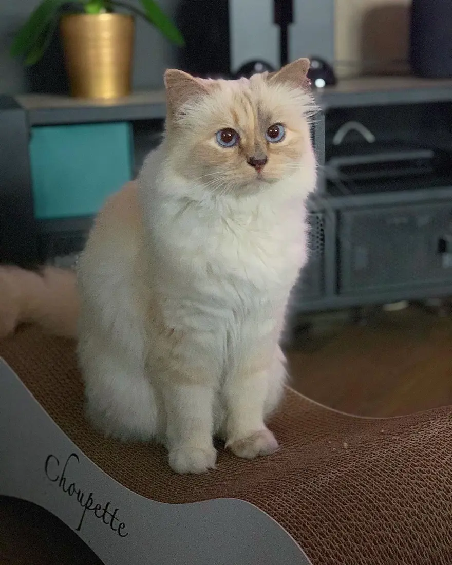 Karl Lagerfeld'in kedisi Choupette mirasın tadını Paris'te çıkarıyor 9 Karl Lagerfeld'in kedisi Choupette mirasın tadını Paris'te çıkarıyor 9
