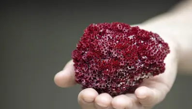 Aktarlarda şifalı 'kardeş kanı' diye satılan bitki öldürüyor