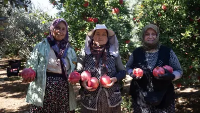 Bahçeden toplanmaya başladı: Üretici memnun, yoğun talep var