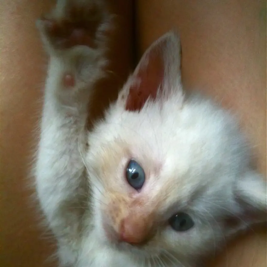 Hayatını kedileri kurtarmaya adadı 17