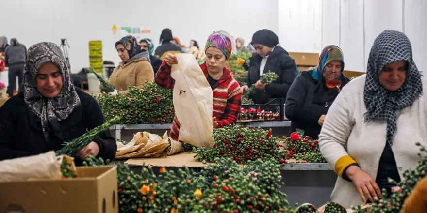 Sevgililer günü telaşı başladı: Antalya'dan 30 ülkeye çiçek ihracatı! En çok kırmızı karanfil satıldı 4
