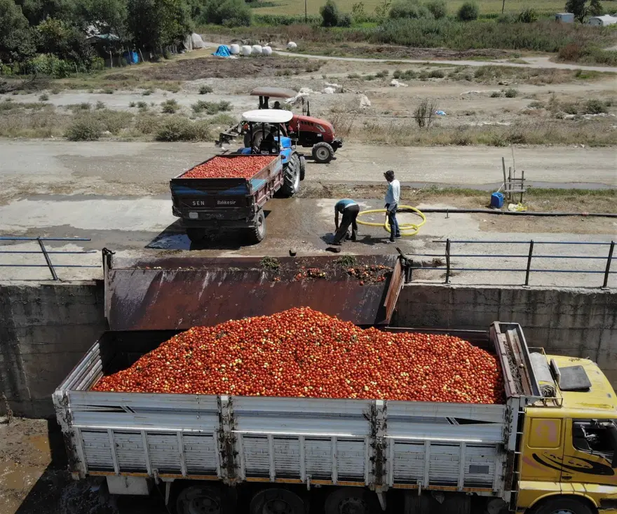 Salçalık domates tarlada 50 kuruş, salçanın kilosu ise markette 12 lira 7 Salçalık domates tarlada 50 kuruş, salçanın kilosu ise markette 12 lira 7