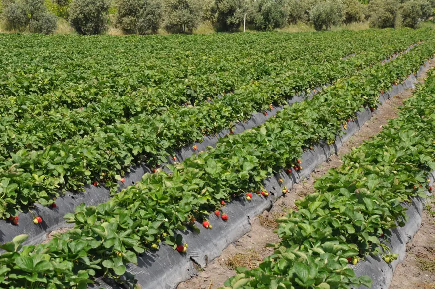 Tarlada kilosu 75 lira: Mersin&#x27;den dünyaya yayılıyor 5