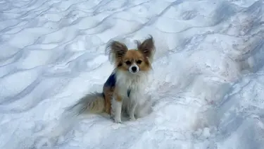 Buzul yarığına düşen adamı köpeği kurtardı