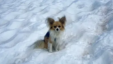 Buzul yarığına düşen adamı köpeği kurtardı