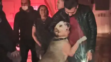 Yangından baygın kurtarılan köpek sahibini böyle bekledi