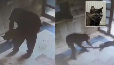 Başakşehir'de vahşet: Kediyi işkenceyle öldürdü