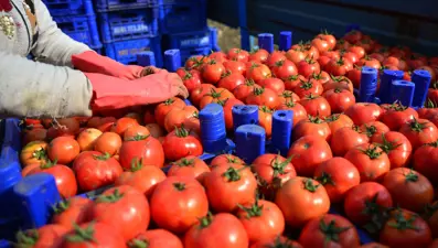 Domateste 161 milyon dolarlık ihracat
