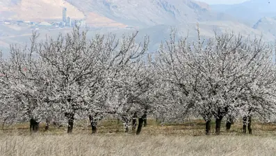 "Dünya kayısı başkenti" Beyaz gelinliğini giydi
