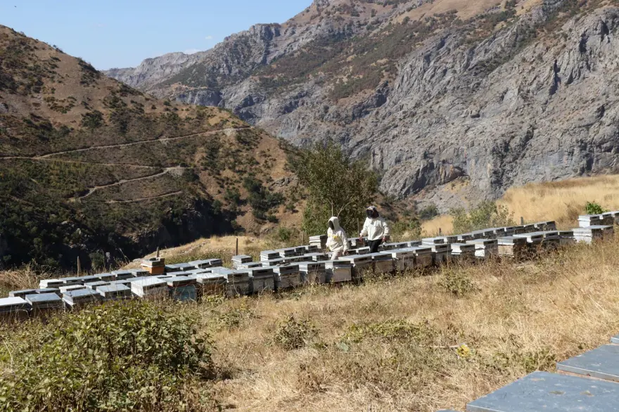 51 yaşında Ata toprağında 2,5 ton üretiyor: Ailesiyle yalnız yaşadığı köyde yapıyor 2