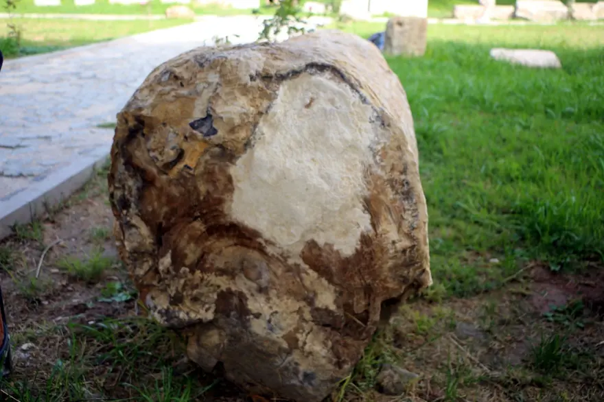 Tokat'ta tropikal iklim kuşağına ait 41,5 milyon yıllık ağaç fosilleri bulundu 1