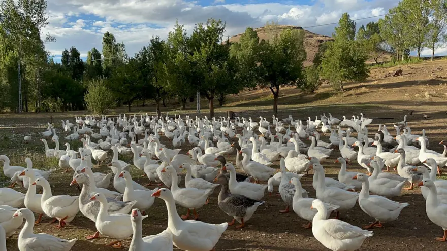 2 bin 500 liraydı bu yıl 6 bin liradan satılacak: Sofralık lezzet için geri sayım başladı 2 2 bin 500 liraydı bu yıl 6 bin liradan satılacak: Sofralık lezzet için geri sayım başladı 2