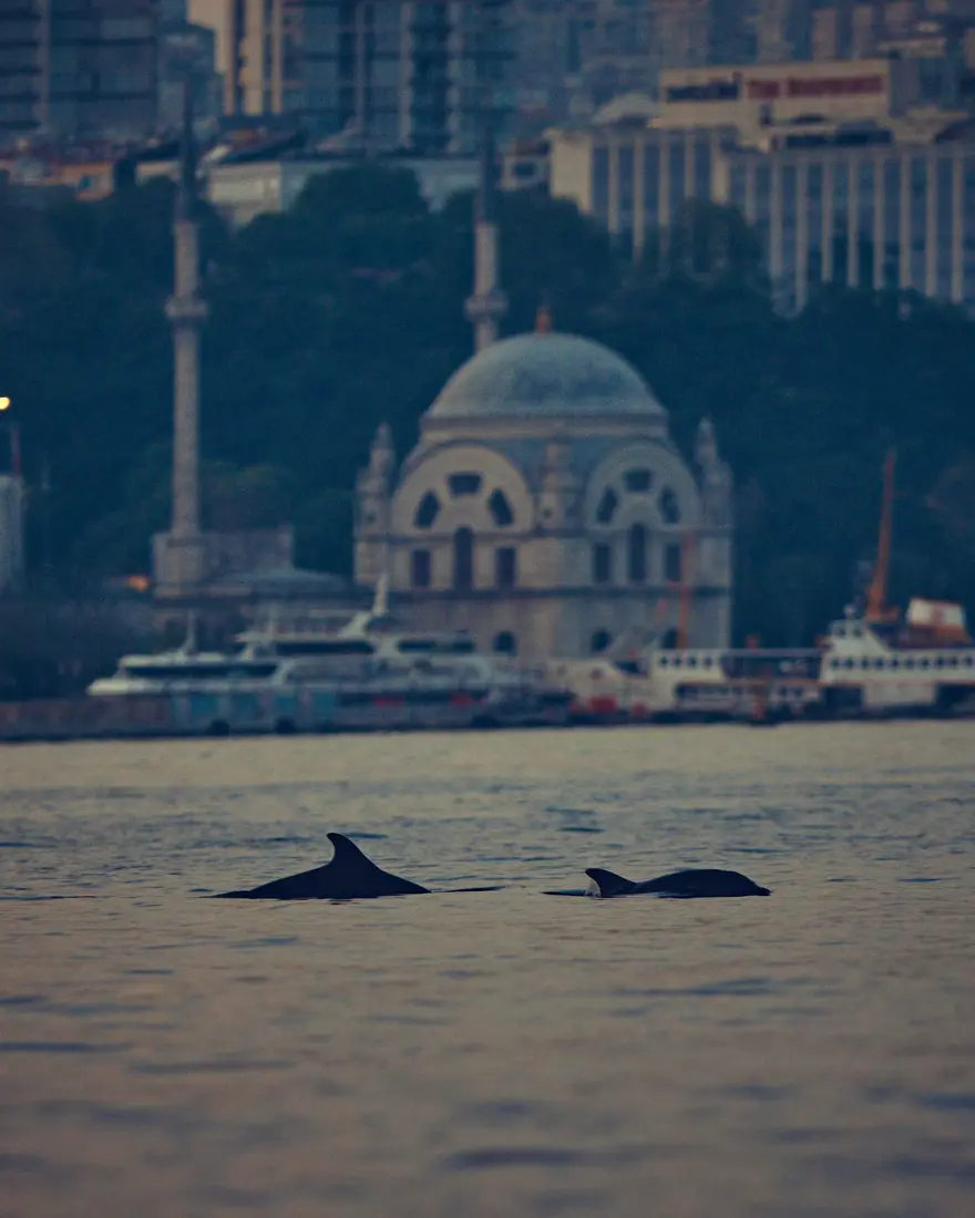 İstanbul Boğazı'nda yunusların dansı 8 İstanbul Boğazı'nda yunusların dansı 8