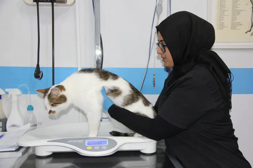 Bursa'dan Sivas'a taşınan Paşa depresyona girdi 1