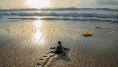 Sıcaklıklar ekosistemi etkiledi: Caretta carettaların cinsiyeti değişti