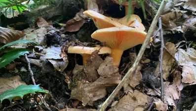 Zehirliyor, ölümcül olabiliyor: İlk 6 saate dikkat: Çarpıntı, bulantı, ishal, kusma