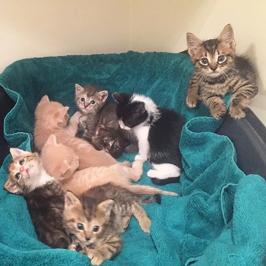 Hayatını kedileri kurtarmaya adadı 222