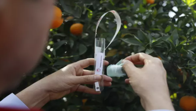 Antalya'da narenciye bahçelerine faydalı böcek salındı