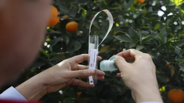 Antalya'da narenciye bahçelerine faydalı böcek salındı